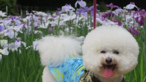 菖蒲・智光山公園・散歩・わが家のワンコ・ワンコとお散歩・アパート・撮影専用・改造・撮影用電源・撮影専用物件・パネル壁・メインロケハン・オールスタッフロケハン・連続ドラマ・映画撮影・アトリエミカミ管理運営・撮影場所・ハウススタジオ・昭和でレトロなアパートスタジオ・撮影専用物件・出入り階段も俯瞰で撮影・ドラマ・映画・再現ドラマ・撮影ポイント・ロケ地・ロケ場所・常総市・水海道・東京近郊・東京駅から50分・駅歩5分