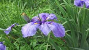 菖蒲・智光山公園・散歩・わが家のワンコ・ワンコとお散歩・アパート・撮影専用・改造・撮影用電源・撮影専用物件・パネル壁・メインロケハン・オールスタッフロケハン・連続ドラマ・映画撮影・アトリエミカミ管理運営・撮影場所・ハウススタジオ・昭和でレトロなアパートスタジオ・撮影専用物件・出入り階段も俯瞰で撮影・ドラマ・映画・再現ドラマ・撮影ポイント・ロケ地・ロケ場所・常総市・水海道・東京近郊・東京駅から50分・駅歩5分