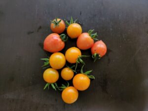 ミニトマト・収穫・登録有形文化財橋本旅館スタジオ庭・登録有形文化財橋本旅館スタジオ庭・グットデザイン賞・登録有形文化財橋本旅館スタジオ・古民家カフェ・登録有形文化財・アトリエミカミ・管理運営・ドラマ撮影・映画撮影・再現ドラマ撮影・YouTube撮影・ミュージックビデオ撮影・CM撮影・ロケ地・ロケ現場・撮影場所・ハウススタジオ・レンタルスタジオ・貸しスタジオ・東京・東京近郊・桜川市・真壁町・撮影準備・