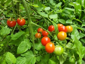 野菜収穫・登録有形文化財橋本旅館スタジオ庭・・登録有形文化財橋本旅館スタジオ庭・アトリエミカミ・管理運営・グットデザイン賞・登録有形文化財橋本旅館スタジオ・古民家カフェ・登録有形文化財・ドラマ撮影・映画撮影・再現ドラマ撮影・YouTube撮影・ミュージックビデオ撮影・CM撮影・ロケ地・ロケ現場・撮影場所・ハウススタジオ・レンタルスタジオ・貸しスタジオ・東京・東京近郊・桜川市・真壁町・撮影準備