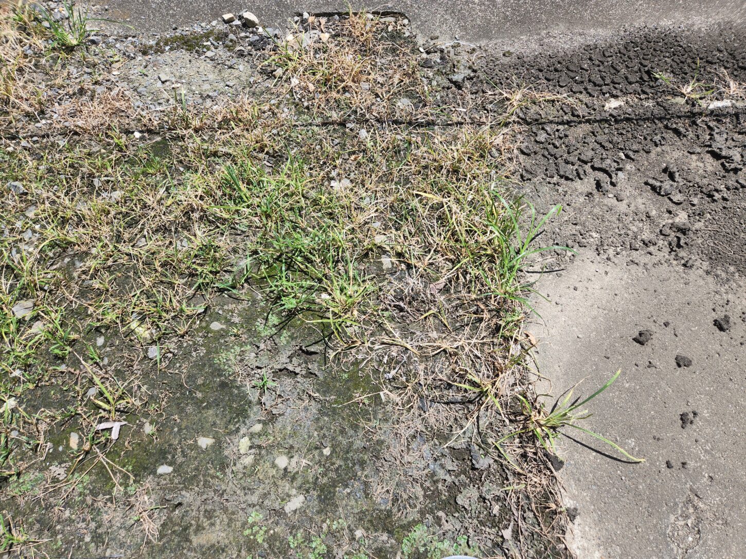 3度目の追加除草剤散布・アパートスタジオ・元ビジネスホテルスタジオ・撮影専用に改造したアパートスタジオ・撮影用電源。壁の取り外し・撮影用物件・ハウススタジオ・レンタルハウス・貸しスタジオ・アトリエミカミ・管理運営・スタジオ料金・映画撮影・ドラマ撮影・再現ドラマ撮影・YouTube撮影・ミュージックビデオ撮影・CM撮影・東京・東京近郊・連続ドラマ撮影・ロケ地・ロケ場所・有名作品・ロケ地巡り・ロケハン・ロケ弁・撮影場所