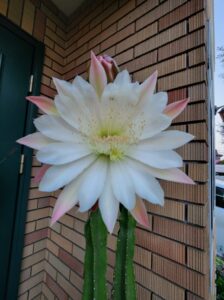柱サボテン・花・1夜限り・開花・アトリエミカミ・撮影・ドラマ撮影・映画撮影・ミュージックビデオ撮影・再現ドラマ・YouTube撮影・ハウススタジオ・撮影場所・ロケ地・ロケ場所・撮影補助・制作部・ロケーションコーデネート・企画・運寧・プロデューサー・演出・