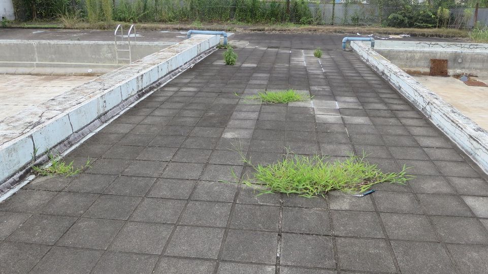 学校のプールサイドの草・ミュージックビデオ撮影現場・撮影スポット・学園ドラマ・コマーシャル撮影・CM撮影・映画撮影・再現ドラマ撮影・コスプレ撮影・ユーチューブ撮影・アトリエミカミ・管理運営・学校撮影・レンタルスタジオ・東京近郊・東京・東京・関東・桜川市・真壁町・撮影専用物件・