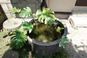 登録有形文化財橋本旅館スタジオの防火水槽・登録有形文化財橋本旅館スタジオ庭・アトリエミカミ・管理運営・グットデザイン賞・登録有形文化財橋本旅館スタジオ・古民家カフェ・登録有形文化財・ドラマ撮影・映画撮影・再現ドラマ撮影・YouTube撮影・ミュージックビデオ撮影・CM撮影・ロケ地・ロケ現場・撮影場所・ハウススタジオ・レンタルスタジオ・貸しスタジオ・東京・東京近郊・桜川市・真壁町・撮影準備・