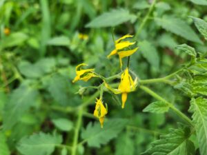 トマト・茄子・キュウリ・野菜収穫・登録有形文化財橋本旅館スタジオ庭・登録有形文化財橋本旅館スタジオ庭・アトリエミカミ・管理運営・グットデザイン賞・登録有形文化財橋本旅館スタジオ・古民家カフェ・登録有形文化財・ドラマ撮影・映画撮影・再現ドラマ撮影・YouTube撮影・ミュージックビデオ撮影・CM撮影・ロケ地・ロケ現場・撮影場所・ハウススタジオ・レンタルスタジオ・貸しスタジオ・東京・東京近郊・桜川市・真壁町・撮影準備