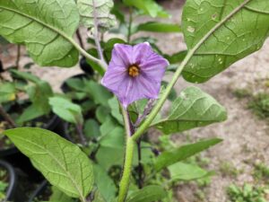 茄子・キュウリ・野菜収穫・登録有形文化財橋本旅館スタジオ庭・登録有形文化財橋本旅館スタジオ庭・アトリエミカミ・管理運営・グットデザイン賞・登録有形文化財橋本旅館スタジオ・古民家カフェ・登録有形文化財・ドラマ撮影・映画撮影・再現ドラマ撮影・YouTube撮影・ミュージックビデオ撮影・CM撮影・ロケ地・ロケ現場・撮影場所・ハウススタジオ・レンタルスタジオ・貸しスタジオ・東京・東京近郊・桜川市・真壁町・撮影準備