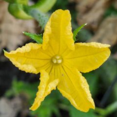 キュウリ・野菜収穫・登録有形文化財橋本旅館スタジオ庭・登録有形文化財橋本旅館スタジオ庭・アトリエミカミ・管理運営・グットデザイン賞・登録有形文化財橋本旅館スタジオ・古民家カフェ・登録有形文化財・ドラマ撮影・映画撮影・再現ドラマ撮影・YouTube撮影・ミュージックビデオ撮影・CM撮影・ロケ地・ロケ現場・撮影場所・ハウススタジオ・レンタルスタジオ・貸しスタジオ・東京・東京近郊・桜川市・真壁町・撮影準備