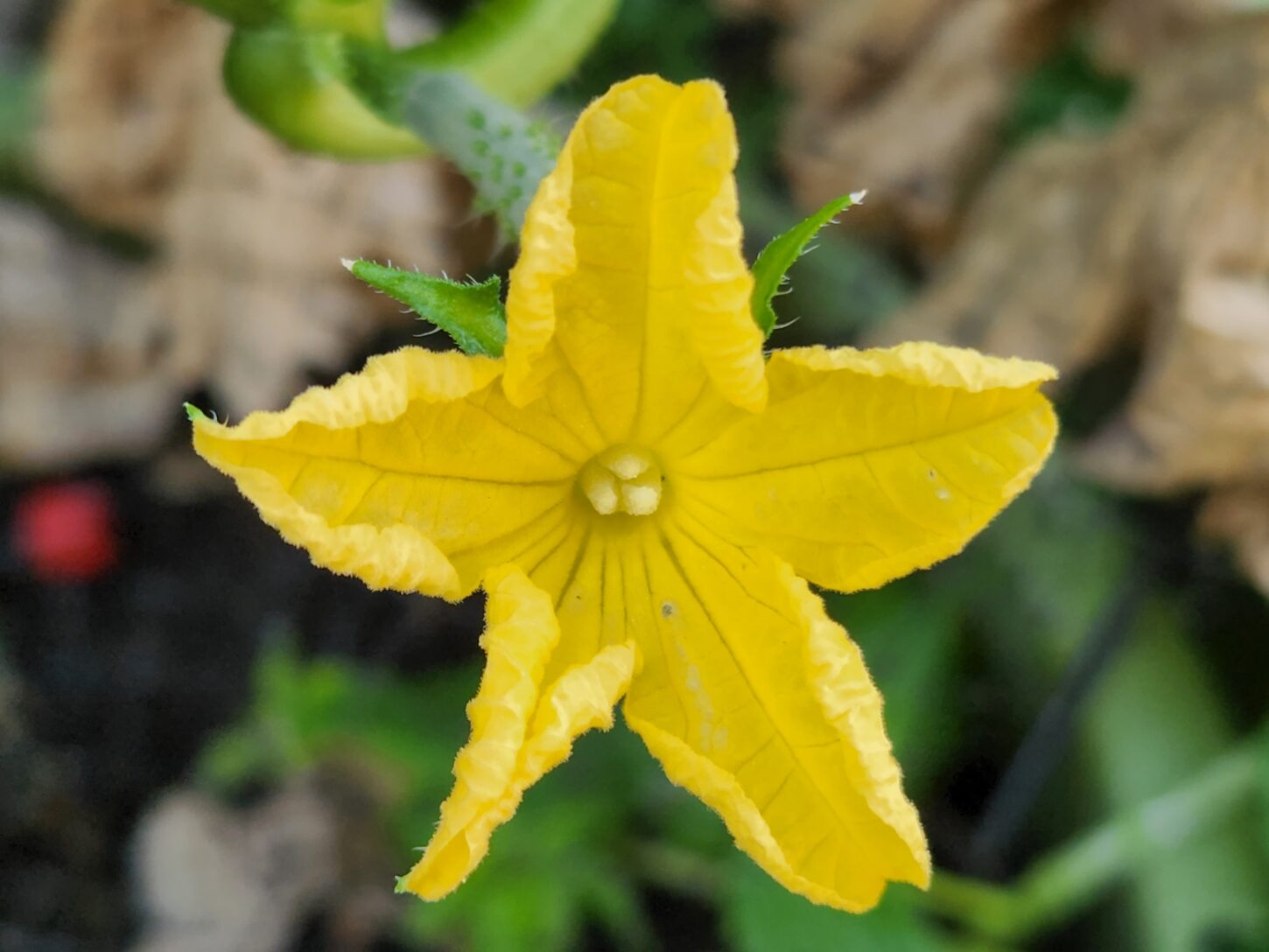キュウリ・野菜収穫・登録有形文化財橋本旅館スタジオ庭・登録有形文化財橋本旅館スタジオ庭・アトリエミカミ・管理運営・グットデザイン賞・登録有形文化財橋本旅館スタジオ・古民家カフェ・登録有形文化財・ドラマ撮影・映画撮影・再現ドラマ撮影・YouTube撮影・ミュージックビデオ撮影・CM撮影・ロケ地・ロケ現場・撮影場所・ハウススタジオ・レンタルスタジオ・貸しスタジオ・東京・東京近郊・桜川市・真壁町・撮影準備