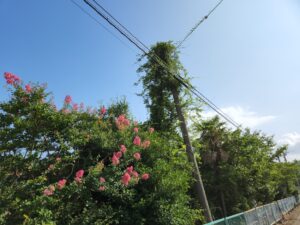 学校スタジオ・電柱・蔦・撮影・学校スタジオ・ミュージックビデオ撮影現場・撮影スポット・学園ドラマ・コマーシャル撮影・CM撮影・映画撮影・再現ドラマ撮影・コスプレ撮影・ユーチューブ撮影・アトリエミカミ・管理運営・学校撮影・レンタルスタジオ・東京近郊・東京・東京・関東・桜川市・真壁町・撮影専用物件・