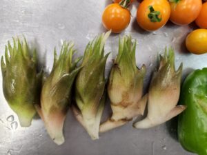 野菜収穫・トマト・ナス・ピーマン・茗荷・登録有形文化財橋本旅館スタジオ庭・・登録有形文化財橋本旅館スタジオ庭・アトリエミカミ・管理運営・グットデザイン賞・登録有形文化財橋本旅館スタジオ・古民家カフェ・登録有形文化財・ドラマ撮影・映画撮影・再現ドラマ撮影・YouTube撮影・ミュージックビデオ撮影・CM撮影・ロケ地・ロケ現場・撮影場所・ハウススタジオ・レンタルスタジオ・貸しスタジオ・東京・東京近郊・桜川市・真壁町・撮影準備