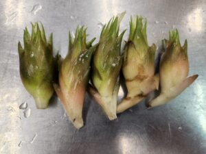 野菜収穫・トマト・ナス・ピーマン・茗荷・登録有形文化財橋本旅館スタジオ庭・・登録有形文化財橋本旅館スタジオ庭・アトリエミカミ・管理運営・グットデザイン賞・登録有形文化財橋本旅館スタジオ・古民家カフェ・登録有形文化財・ドラマ撮影・映画撮影・再現ドラマ撮影・YouTube撮影・ミュージックビデオ撮影・CM撮影・ロケ地・ロケ現場・撮影場所・ハウススタジオ・レンタルスタジオ・貸しスタジオ・東京・東京近郊・桜川市・真壁町・撮影準備