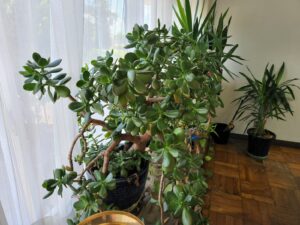 校長室の植物・観葉植物・学校スタジオ・学校スタジオ撮影・ミュージックビデオ撮影現場・撮影スポット・学園ドラマ・コマーシャル撮影・CM撮影・映画撮影・再現ドラマ撮影・コスプレ撮影・ユーチューブ撮影・アトリエミカミ・管理運営・学校撮影・レンタルスタジオ・東京近郊・東京・東京・関東・桜川市・真壁町・撮影専用物件