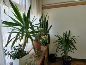 校長室の植物・観葉植物・学校スタジオ・学校スタジオ撮影・ミュージックビデオ撮影現場・撮影スポット・学園ドラマ・コマーシャル撮影・CM撮影・映画撮影・再現ドラマ撮影・コスプレ撮影・ユーチューブ撮影・アトリエミカミ・管理運営・学校撮影・レンタルスタジオ・東京近郊・東京・東京・関東・桜川市・真壁町・撮影専用物件