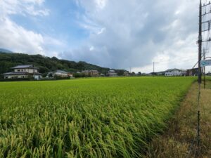 田園風景・稲穂・撮影時期・学校スタジオ・撮影・ミュージックビデオ撮影現場・撮影スポット・学園ドラマ・コマーシャル撮影・CM撮影・映画撮影・再現ドラマ撮影・コスプレ撮影・ユーチューブ撮影・アトリエミカミ・管理運営・学校撮影・レンタルスタジオ・東京近郊・東京・東京・関東・桜川市・真壁町・撮影専用物件