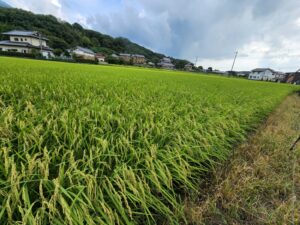田園風景・稲穂・撮影時期・学校スタジオ・撮影・ミュージックビデオ撮影現場・撮影スポット・学園ドラマ・コマーシャル撮影・CM撮影・映画撮影・再現ドラマ撮影・コスプレ撮影・ユーチューブ撮影・アトリエミカミ・管理運営・学校撮影・レンタルスタジオ・東京近郊・東京・東京・関東・桜川市・真壁町・撮影専用物件