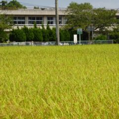 田んぼ入れ込んで学校スタジオ・・学校スタジオ撮影・ミュージックビデオ撮影現場・撮影スポット・学園ドラマ・コマーシャル撮影・CM撮影・映画撮影・再現ドラマ撮影・コスプレ撮影・ユーチューブ撮影・アトリエミカミ・管理運営・学校撮影・レンタルスタジオ・東京近郊・東京・東京・関東・桜川市・真壁町・撮影専用物件