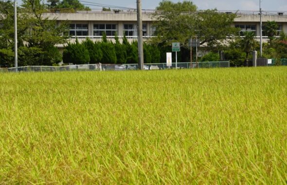 田んぼ入れ込んで学校スタジオ・・学校スタジオ撮影・ミュージックビデオ撮影現場・撮影スポット・学園ドラマ・コマーシャル撮影・CM撮影・映画撮影・再現ドラマ撮影・コスプレ撮影・ユーチューブ撮影・アトリエミカミ・管理運営・学校撮影・レンタルスタジオ・東京近郊・東京・東京・関東・桜川市・真壁町・撮影専用物件