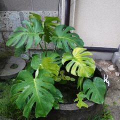 防火水槽のモンステラ・登録有形文化財橋本旅館スタジオ庭・・アトリエミカミ・管理運営・グットデザイン賞・登録有形文化財橋本旅館スタジオ・古民家カフェ・登録有形文化財・ドラマ撮影・映画撮影・再現ドラマ撮影・YouTube撮影・ミュージックビデオ撮影・CM撮影・ロケ地・ロケ現場・撮影場所・ハウススタジオ・レンタルスタジオ・貸しスタジオ・東京・東京近郊・桜川市・真壁町・撮影準備