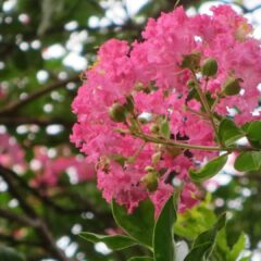 サルスベリ・百日紅・登録有形文化財橋本旅館スタジオ庭・登録有形文化財橋本旅館スタジオ・撮影スタジオ・アトリエミカミ・管理運営・グットデザイン賞・登録有形文化財橋本旅館スタジオ・古民家カフェ・登録有形文化財・ドラマ撮影・映画撮影・再現ドラマ撮影・YouTube撮影・ミュージックビデオ撮影・CM撮影・ロケ地・ロケ現場・撮影場所・ハウススタジオ・レンタルスタジオ・貸しスタジオ・東京・東京近郊・桜川市・真壁町・撮影準備