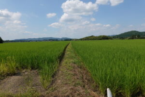 田園風景・稲穂・撮影時期・学校スタジオ・撮影・ミュージックビデオ撮影現場・撮影スポット・学園ドラマ・コマーシャル撮影・CM撮影・映画撮影・再現ドラマ撮影・コスプレ撮影・ユーチューブ撮影・アトリエミカミ・管理運営・学校撮影・レンタルスタジオ・東京近郊・東京・東京・関東・桜川市・真壁町・撮影専用物件