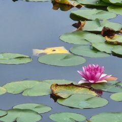 公園・池・蓮の花・彩の森公園・埼玉県・入間市・公園・ベンチ・撮影で使えそうな・映えそうな・ワンコとお散歩・犬・アトリエミカミ・撮影専用・改造・撮影用電源・撮影専用物件・パネル壁・メインロケハン・オールスタッフロケハン・連続ドラマ・映画撮影・アトリエミカミ管理運営・撮影場所・ハウススタジオ・昭和でレトロなアパートスタジオ・撮影専用物件・出入り階段も俯瞰で撮影・ドラマ・映画・再現ドラマ・撮影ポイント・ロケ地・ロケ場所・常総市・水海道・東京近郊・東京駅から50分・駅歩5