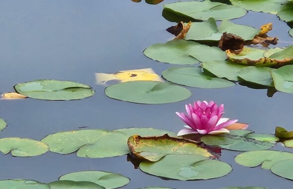 公園・池・蓮の花・彩の森公園・埼玉県・入間市・公園・ベンチ・撮影で使えそうな・映えそうな・ワンコとお散歩・犬・アトリエミカミ・撮影専用・改造・撮影用電源・撮影専用物件・パネル壁・メインロケハン・オールスタッフロケハン・連続ドラマ・映画撮影・アトリエミカミ管理運営・撮影場所・ハウススタジオ・昭和でレトロなアパートスタジオ・撮影専用物件・出入り階段も俯瞰で撮影・ドラマ・映画・再現ドラマ・撮影ポイント・ロケ地・ロケ場所・常総市・水海道・東京近郊・東京駅から50分・駅歩5