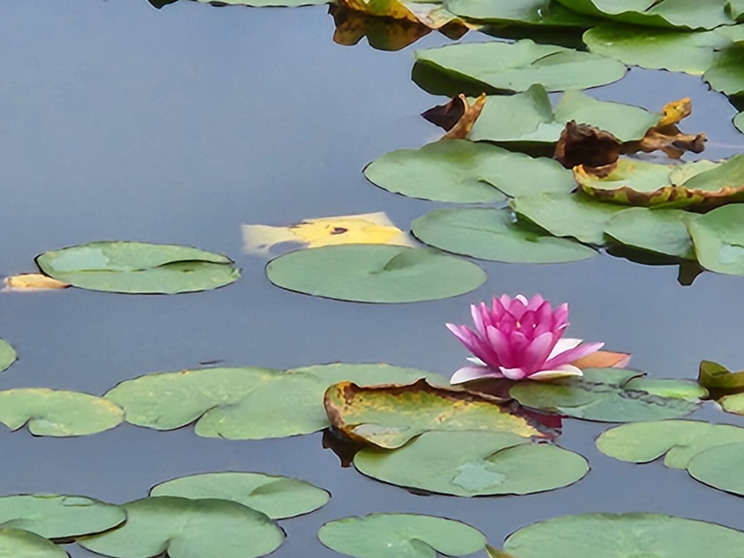 公園・池・蓮の花・彩の森公園・埼玉県・入間市・公園・ベンチ・撮影で使えそうな・映えそうな・ワンコとお散歩・犬・アトリエミカミ・撮影専用・改造・撮影用電源・撮影専用物件・パネル壁・メインロケハン・オールスタッフロケハン・連続ドラマ・映画撮影・アトリエミカミ管理運営・撮影場所・ハウススタジオ・昭和でレトロなアパートスタジオ・撮影専用物件・出入り階段も俯瞰で撮影・ドラマ・映画・再現ドラマ・撮影ポイント・ロケ地・ロケ場所・常総市・水海道・東京近郊・東京駅から50分・駅歩5