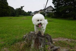 ワンコとお散歩・犬・アトリエミカミ・撮影専用・改造・撮影用電源・撮影専用物件・パネル壁・メインロケハン・オールスタッフロケハン・連続ドラマ・映画撮影・アトリエミカミ管理運営・撮影場所・ハウススタジオ・昭和でレトロなアパートスタジオ・撮影専用物件・出入り階段も俯瞰で撮影・ドラマ・映画・再現ドラマ・撮影ポイント・ロケ地・ロケ場所・常総市・水海道・東京近郊・東京駅から50分・駅歩5