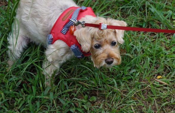 ワンコとお散歩・犬・アトリエミカミ・撮影専用・改造・撮影用電源・撮影専用物件・パネル壁・メインロケハン・オールスタッフロケハン・連続ドラマ・映画撮影・アトリエミカミ管理運営・撮影場所・ハウススタジオ・昭和でレトロなアパートスタジオ・撮影専用物件・出入り階段も俯瞰で撮影・ドラマ・映画・再現ドラマ・撮影ポイント・ロケ地・ロケ場所・常総市・水海道・東京近郊・東京駅から50分・駅歩5