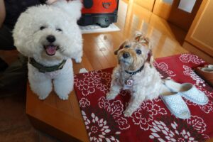 ワンコ・犬・プリンセス・金太郎・ワンコとお散歩・犬・アトリエミカミ・撮影専用・改造・撮影用電源・撮影専用物件・パネル壁・メインロケハン・オールスタッフロケハン・連続ドラマ・映画撮影・アトリエミカミ管理運営・撮影場所・ハウススタジオ・昭和でレトロなアパートスタジオ・撮影専用物件・出入り階段も俯瞰で撮影・ドラマ・映画・再現ドラマ・撮影ポイント・ロケ地・ロケ場所・常総市・水海道・東京近郊・東京駅から50分・駅歩5