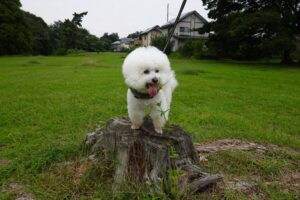 ワンコ・犬・金太郎・ワンコとお散歩・犬・アトリエミカミ・撮影専用・改造・撮影用電源・撮影専用物件・パネル壁・メインロケハン・オールスタッフロケハン・連続ドラマ・映画撮影・アトリエミカミ管理運営・撮影場所・ハウススタジオ・昭和でレトロなアパートスタジオ・撮影専用物件・出入り階段も俯瞰で撮影・ドラマ・映画・再現ドラマ・撮影ポイント・ロケ地・ロケ場所・常総市・水海道・東京近郊・東京駅から50分・駅歩5