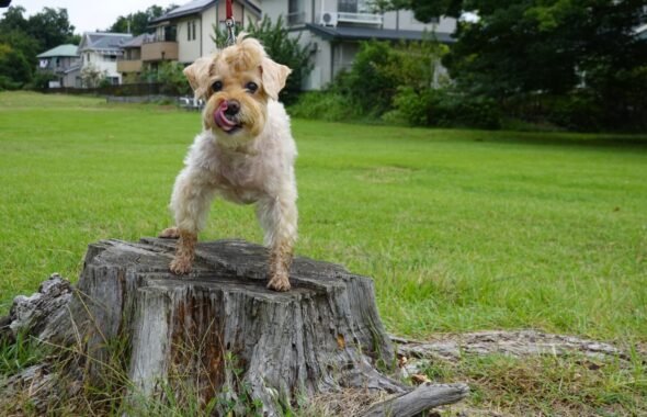 ワンコ・犬・プリンセス・ワンコとお散歩・犬・アトリエミカミ・撮影専用・改造・撮影用電源・撮影専用物件・パネル壁・メインロケハン・オールスタッフロケハン・連続ドラマ・映画撮影・アトリエミカミ管理運営・撮影場所・ハウススタジオ・昭和でレトロなアパートスタジオ・撮影専用物件・出入り階段も俯瞰で撮影・ドラマ・映画・再現ドラマ・撮影ポイント・ロケ地・ロケ場所・常総市・水海道・東京近郊・東京駅から50分・駅歩5