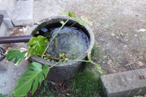 モンステラ・観葉植物・アトリエミカミ・登録有形文化財橋本旅館スタジオ・登録有形文化財橋本旅館スタジオ外観・撮影スタジオ・アトリエミカミ・管理運営・グットデザイン賞・登録有形文化財橋本旅館スタジオ・古民家カフェ・登録有形文化財・ドラマ撮影・映画撮影・再現ドラマ撮影・YouTube撮影・ミュージックビデオ撮影・CM撮影・ロケ地・ロケ現場・撮影場所・ハウススタジオ・レンタルスタジオ・貸しスタジオ・東京・東京近郊・桜川市・真壁町・撮影準備