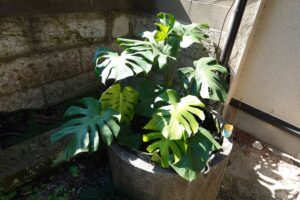 モンステラ・観葉植物・アトリエミカミ・登録有形文化財橋本旅館スタジオ・登録有形文化財橋本旅館スタジオ外観・撮影スタジオ・アトリエミカミ・管理運営・グットデザイン賞・登録有形文化財橋本旅館スタジオ・古民家カフェ・登録有形文化財・ドラマ撮影・映画撮影・再現ドラマ撮影・YouTube撮影・ミュージックビデオ撮影・CM撮影・ロケ地・ロケ現場・撮影場所・ハウススタジオ・レンタルスタジオ・貸しスタジオ・東京・東京近郊・桜川市・真壁町・撮影準備