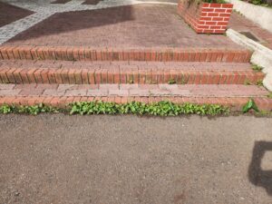 行田学校スタジオ・プールサイド・雑草駆除メンテナンス・清掃・北河原高等学校・高校スタジオ・東京近郊