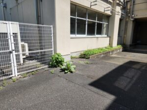 行田学校スタジオ・プールサイド・雑草駆除メンテナンス・清掃・北河原高等学校・高校スタジオ・東京近郊