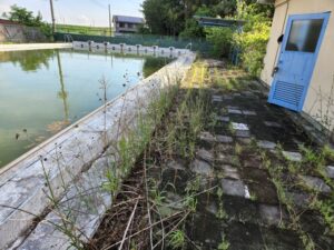 行田学校スタジオ・プールサイド・雑草駆除メンテナンス・清掃・北河原高等学校・高校スタジオ・東京近郊