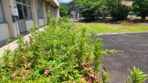 学校スタジオ、植え込み、バリカン、カット