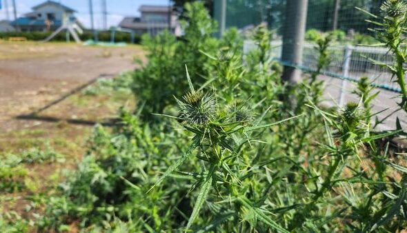 行田学校スタジオ・校庭・草刈り・アメリカオニアザミ・駆除