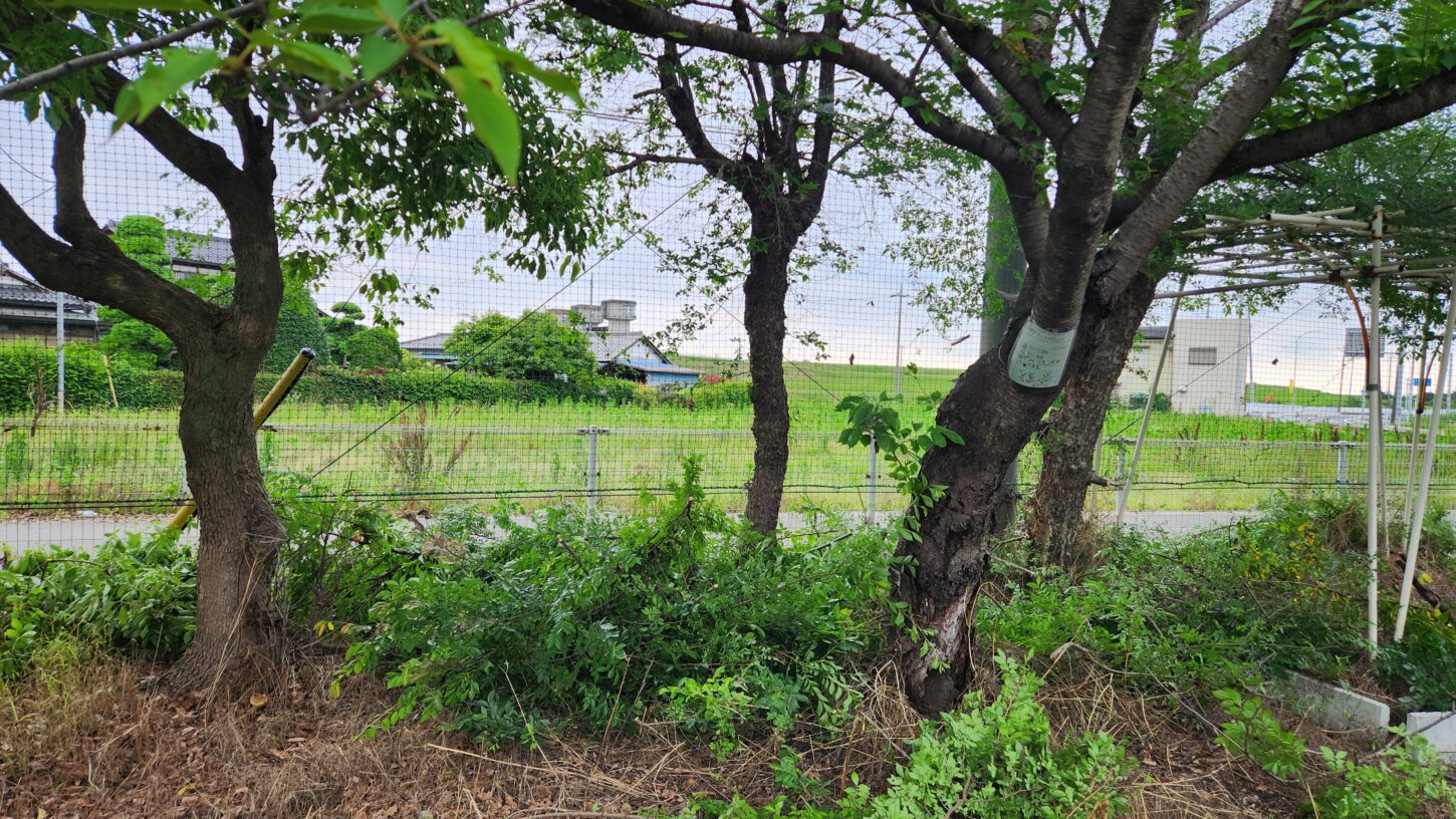 行田学校スタジオ東側フェンス周り・伐採・木がはみ出さないように・メンテナンンス・内側からカット・ＣＭ撮影・映画撮影・ミュージックビデオ撮影・再現ドラマ撮影・コスプレイベント・コスプレ撮影・YouTube撮影・ロケ地・ロケ現場・ハウススタジオ・撮影場所・高校生教室・東京近郊・埼玉県・行田市・レンタルスペース・レンタルスタジオ・