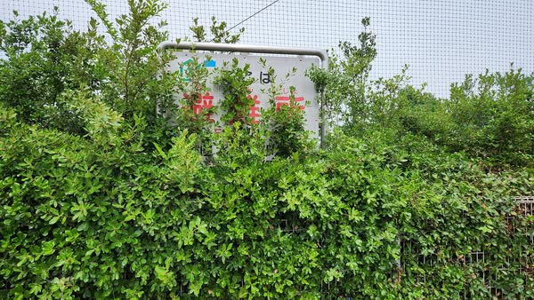 行田学校スタジオ南側フェンス周り・はみ出し枝を伐採・撤去・東京都・埼玉県・千葉県・茨城県・関東圏・ＣＭ撮影・映画撮影・ミュージックビデオ撮影・再現ドラマ撮影・コスプレイベント・コスプレ撮影・YouTube撮影・ロケ地・ロケ現場・ハウススタジオ・撮影場所・高校生教室・東京近郊・埼玉県・行田市・レンタルスペース・レンタルスタジオ・ヘッジトリマー・バリカン・電動工具・アトリエミカミ管理運営・メインロケハン・ロケハン・オールスタッフロケハン・下見・ロケ弁・ロケ地・ロケ場所郊・学校名看板撮影・撮影場所・撮影地・アトリエミカミ撮影場所管理物件・学校ロケ場所・学校ロケ地・学校・高校スタジオ・ミュージックビデオ撮影・映画撮影・ドラマ撮影・再現ドラマ撮影・YouTube撮影・コスプレ撮影・レンタルスタジオ・貸しスタジオ・ハウススタジオ・撮影場所・ロケ地・ロケ場所・アトリエミカミ管理運営・メインロケハン・ロケハン・オールスタッフロケハン・下見・ロケ弁・ロケ地・ロケ場所郊・学校名看板撮影・撮影場所・撮影地・アトリエミカミ撮影場所管理物件・学校ロケ場所・学校ロケ地・学校・高校スタジオ・ロケ弁・日本テレビ・ＴＢＳテレビ・テレビ東京・テレビ朝日・ＮＨＫ・フジテレビ・テレビ大阪・東海テレビ・メーテレ・朝日放送・中京テレビ・名古屋テレビ・北河原高等学校