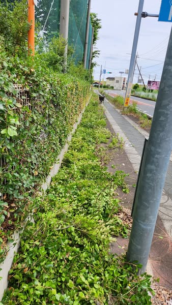 行田学校スタジオ南側フェンス周り・はみ出し枝を伐採・撤去・東京都・埼玉県・千葉県・茨城県・関東圏・ＣＭ撮影・映画撮影・ミュージックビデオ撮影・再現ドラマ撮影・コスプレイベント・コスプレ撮影・YouTube撮影・ロケ地・ロケ現場・ハウススタジオ・撮影場所・高校生教室・東京近郊・埼玉県・行田市・レンタルスペース・レンタルスタジオ・ヘッジトリマー・バリカン・電動工具・アトリエミカミ管理運営・メインロケハン・ロケハン・オールスタッフロケハン・下見・ロケ弁・ロケ地・ロケ場所郊・学校名看板撮影・撮影場所・撮影地・アトリエミカミ撮影場所管理物件・学校ロケ場所・学校ロケ地・学校・高校スタジオ・ミュージックビデオ撮影・映画撮影・ドラマ撮影・再現ドラマ撮影・YouTube撮影・コスプレ撮影・レンタルスタジオ・貸しスタジオ・ハウススタジオ・撮影場所・ロケ地・ロケ場所・アトリエミカミ管理運営・メインロケハン・ロケハン・オールスタッフロケハン・下見・ロケ弁・ロケ地・ロケ場所郊・学校名看板撮影・撮影場所・撮影地・アトリエミカミ撮影場所管理物件・学校ロケ場所・学校ロケ地・学校・高校スタジオ・ロケ弁・日本テレビ・ＴＢＳテレビ・テレビ東京・テレビ朝日・ＮＨＫ・フジテレビ・テレビ大阪・東海テレビ・メーテレ・朝日放送・中京テレビ・名古屋テレビ・北河原高等学校