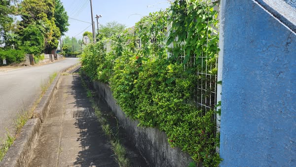 行田学校スタジオ東側フェンス周り・はみ出し枝を伐採・撤去・東京都・埼玉県・千葉県・茨城県・関東圏・ＣＭ撮影・映画撮影・ミュージックビデオ撮影・再現ドラマ撮影・コスプレイベント・コスプレ撮影・YouTube撮影・ロケ地・ロケ現場・ハウススタジオ・撮影場所・高校生教室・東京近郊・埼玉県・行田市・レンタルスペース・レンタルスタジオ・ヘッジトリマー・バリカン・電動工具・アトリエミカミ管理運営・メインロケハン・ロケハン・オールスタッフロケハン・下見・ロケ弁・ロケ地・ロケ場所郊・学校名看板撮影・撮影場所・撮影地・アトリエミカミ撮影場所管理物件・学校ロケ場所・学校ロケ地・学校・高校スタジオ・ミュージックビデオ撮影・映画撮影・ドラマ撮影・再現ドラマ撮影・YouTube撮影・コスプレ撮影・レンタルスタジオ・貸しスタジオ・ハウススタジオ・撮影場所・ロケ地・ロケ場所・アトリエミカミ管理運営・メインロケハン・ロケハン・オールスタッフロケハン・下見・ロケ弁・ロケ地・ロケ場所郊・学校名看板撮影・撮影場所・撮影地・アトリエミカミ撮影場所管理物件・学校ロケ場所・学校ロケ地・学校・高校スタジオ・ロケ弁・日本テレビ・ＴＢＳテレビ・テレビ東京・テレビ朝日・ＮＨＫ・フジテレビ・テレビ大阪・東海テレビ・メーテレ・朝日放送・中京テレビ・名古屋テレビ・北河原高等学校