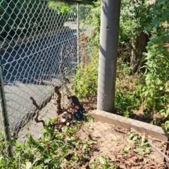 行田学校スタジオ西側フェンスメンテナンス・フェンス内側の木・外にはみ出した枝・伐採・電動へッチトリマー。電動バサミ・スタジオ管理・スタジオメンテナンス・高校・登下校・撮影場所・ドラマ撮影・ミュージックビデオ撮影・YouTube撮影・映画撮影・ＣＭ撮影・映画撮影・ミュージックビデオ撮影・再現ドラマ撮影・コスプレイベント・コスプレ撮影・YouTube撮影・ロケ地・ロケ現場・ハウススタジオ・撮影場所・高校生教室・東京近郊・埼玉県・行田市・レンタルスペース・レンタルスタジオ・ヘッジトリマー・バリカン・電動工具・アトリエミカミ管理運営・メインロケハン・ロケハン・オールスタッフロケハン・下見・ロケ弁・ロケ地・ロケ場所郊・学校名看板撮影・撮影場所・撮影地・アトリエミカミ撮影場所管理物件・学校ロケ場所・学校ロケ地・学校・高校スタジオ・ミュージックビデオ撮影・映画撮影・ドラマ撮影・再現ドラマ撮影・YouTube撮影・コスプレ撮影・レンタルスタジオ・貸しスタジオ・ハウススタジオ・撮影場所・ロケ地・ロケ場所・アトリエミカミ管理運営・メインロケハン・ロケハン・オールスタッフロケハン・下見・ロケ弁・ロケ地・ロケ場所郊・学校名看板撮影・撮影場所・撮影地・アトリエミカミ撮影場所管理物件・学校ロケ場所・学校ロケ地・学校・高校スタジオ・ロケ弁・日本テレビ・ＴＢＳテレビ・テレビ東京・テレビ朝日・ＮＨＫ・フジテレビ・テレビ大阪・東海テレビ・メーテレ・朝日放送・中京テレビ・名古屋テレビ・北河原高等学校