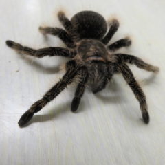撮影用動物・タランチラー・蜘蛛