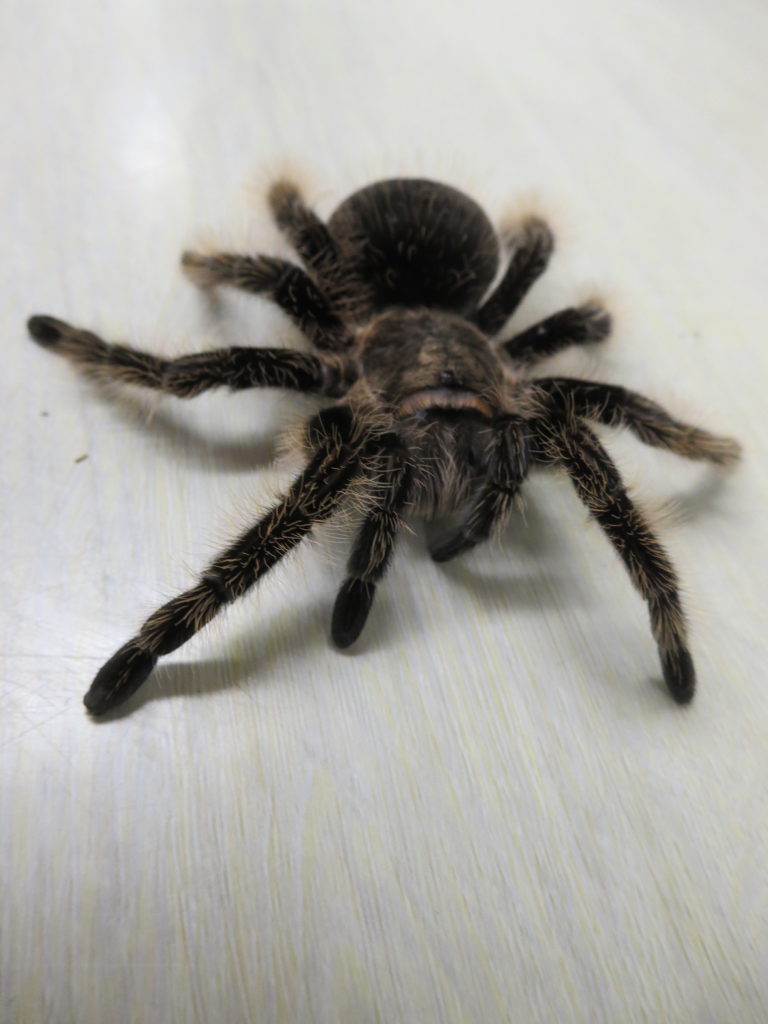 撮影用動物・タランチラー・蜘蛛