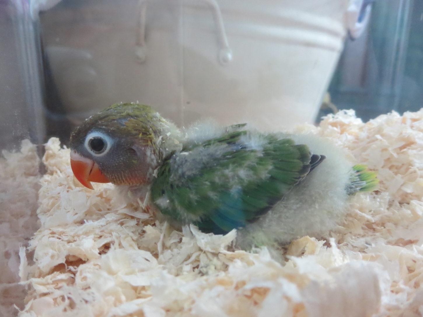 ボタンインコ撮影用に手乗り育成中