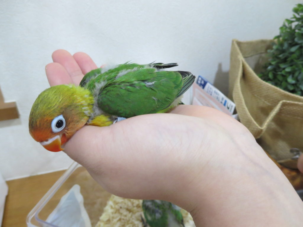 ボタンインコ撮影用に手乗り育成中