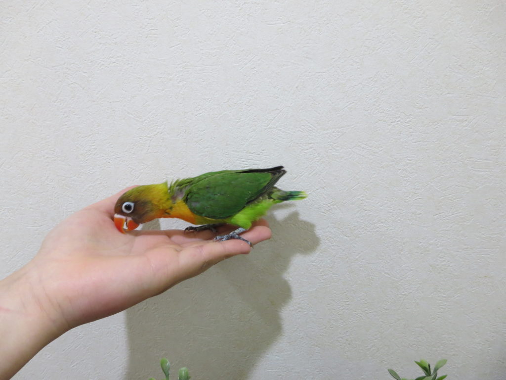 ボタンインコ撮影用に手乗り育成中