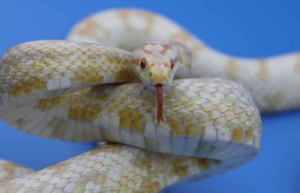 蛇タレント・コーンスネーク・スノー・ピンク交じり・アトリエミカミ・撮影用・動物プロ